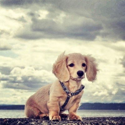 Милена Пензева