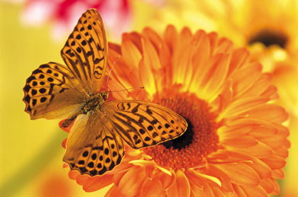 Надежда Тресцова