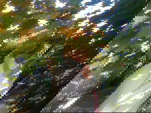 Елена Бедренцева