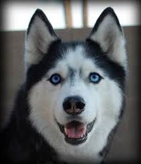 Андрей Перерва