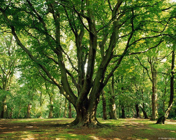 Куми Рыбинского Района