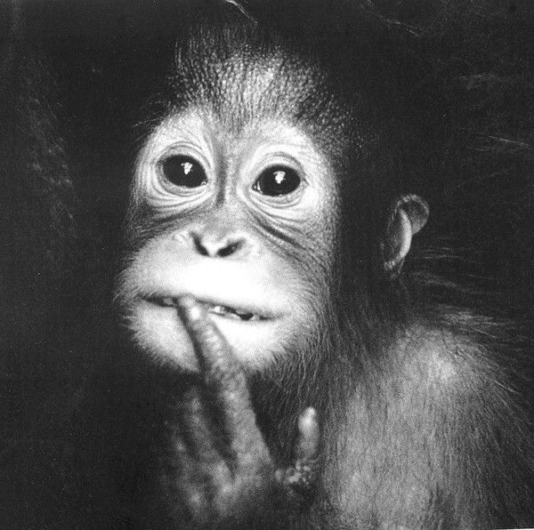 Дмитрий Айвазян