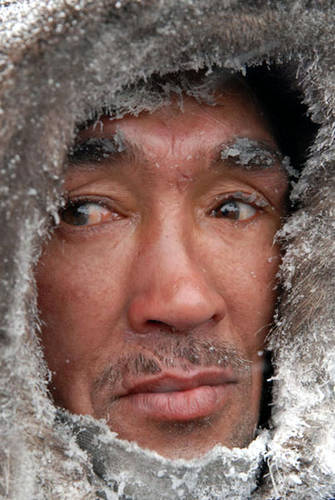 Ромашка Тундровой