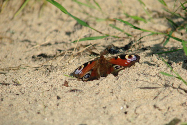 Елена Павлова