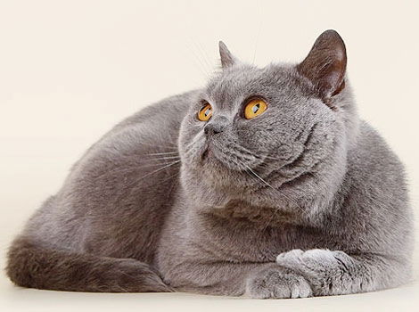 Елена Балобанова