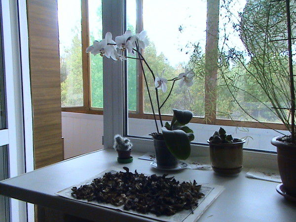 Владимир Ананьев