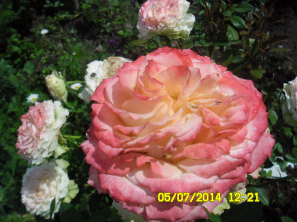 Марина Анциферова