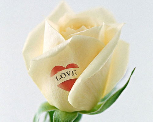 Елена Низова