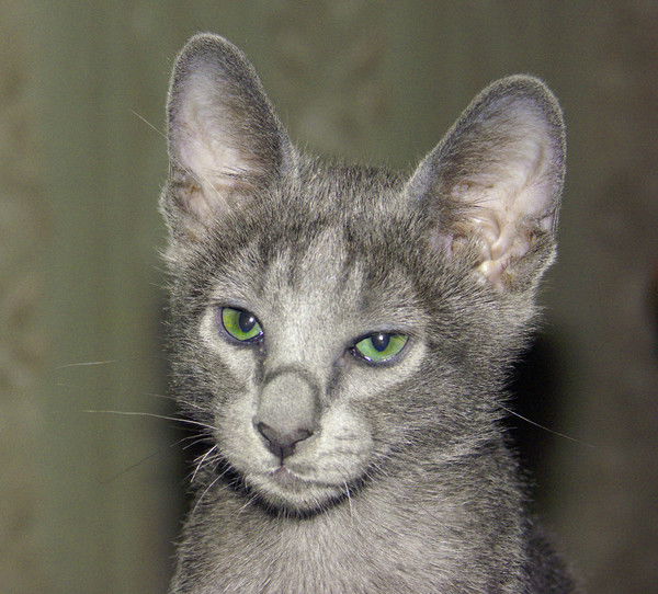 Света Макаревич