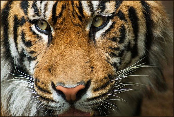 Александр Лукашов