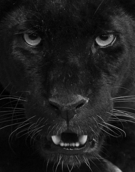 Ирина Волкова