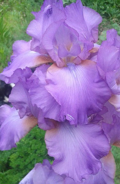 Татьяна Тимофеева