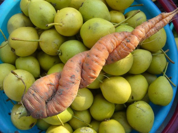 Елена Борисенко