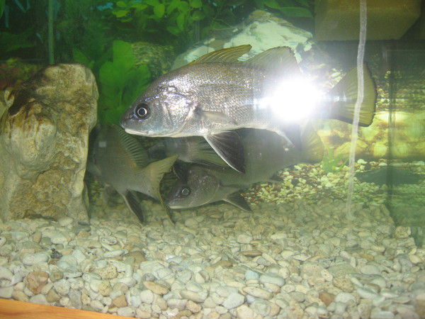 Владимир Рыбаков