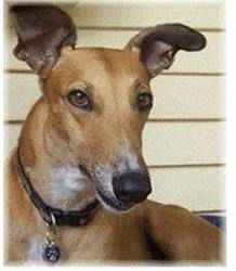 Елена Иванова