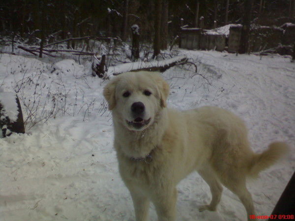 Петр Петров