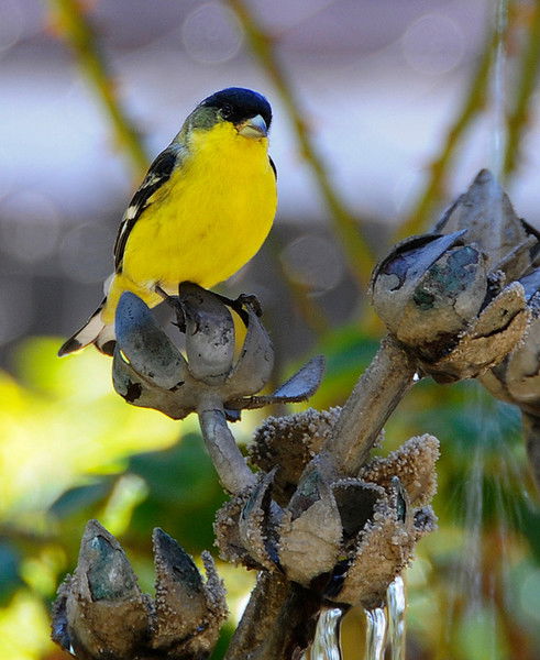 Светлана Чернова