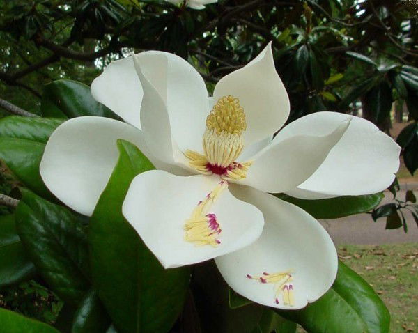 Валентина Гряникова /белоброва/