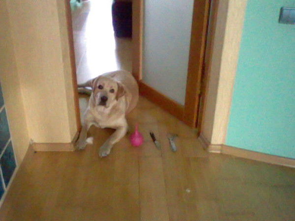 Антон Веклич