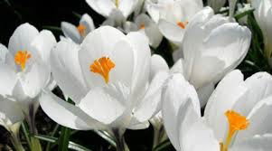 Акимат Жайма