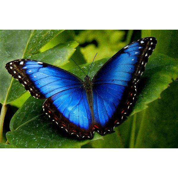 Организация Кбрцдо