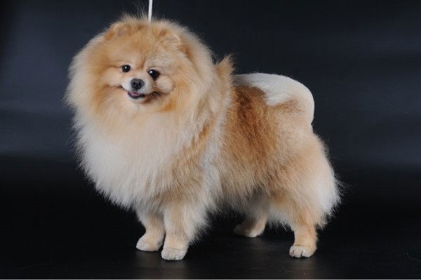 Ольга Родригес