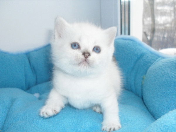 Елена Санникова