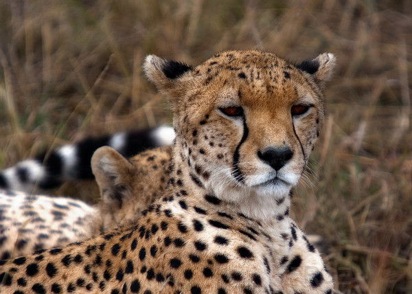 Андрей Рогожкин