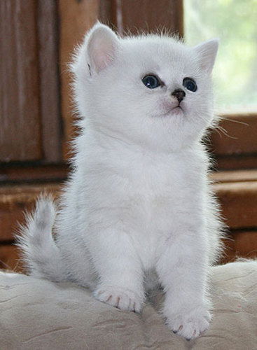 Светлана Тихомирова