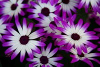 Сергей Селезнев