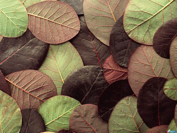 Визовый Сервис Сочи