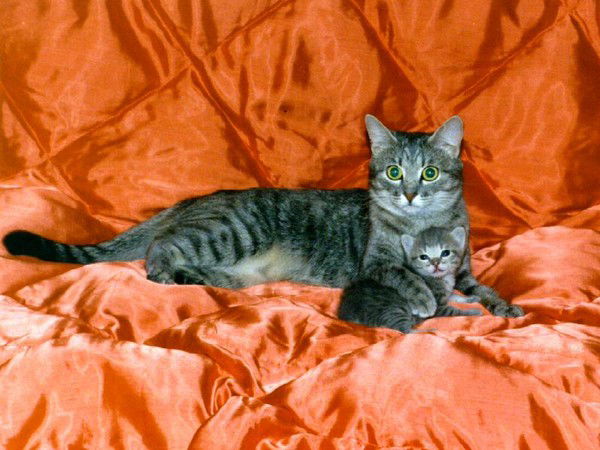 Наталья Скребель