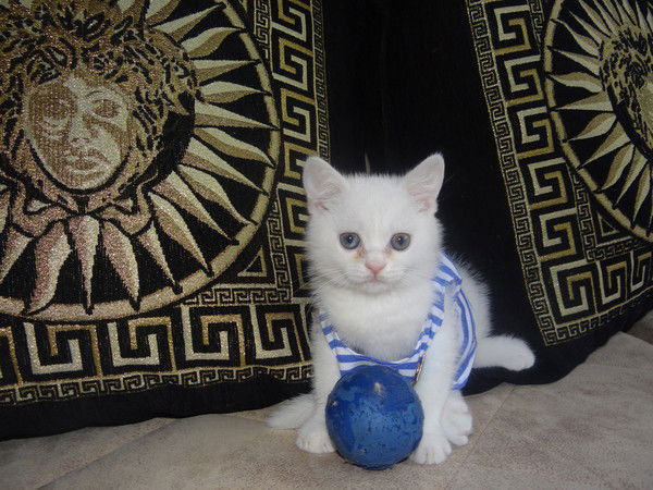 Котёнок В Белом))