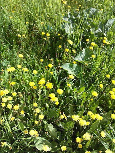 Елена Заботина