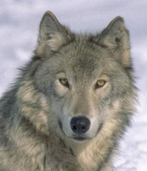 Виталий Веретенников