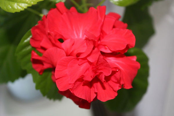 Ирина Рябова