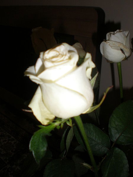 Лика Арсева