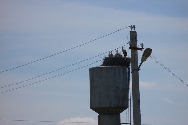 Федор Майоров