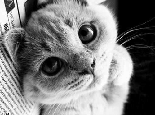 Лера Коваль