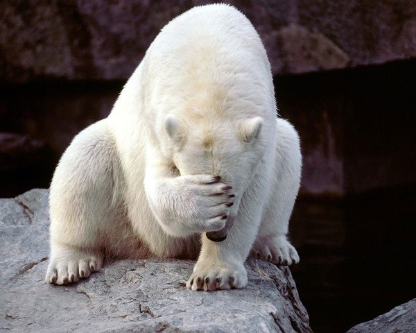 Фидель Фидель