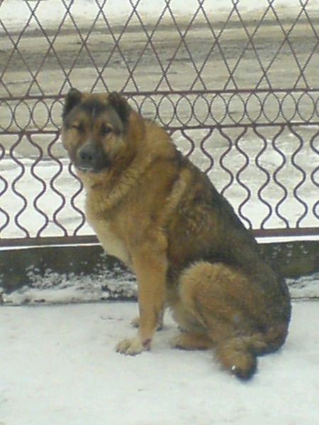 Анжела Жижина