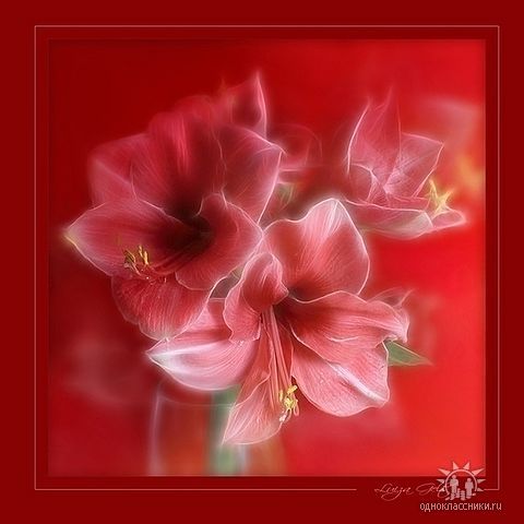 Ольга Колмагорова