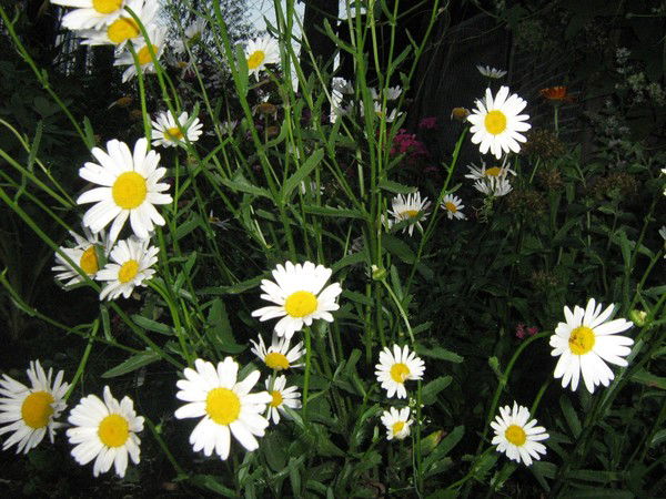 Роза Константин