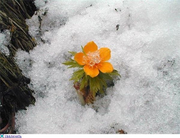 Зима Морзаханова