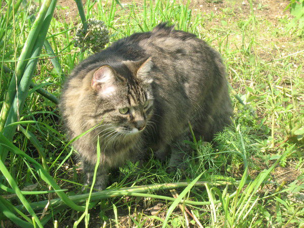 Лена Кривошеева