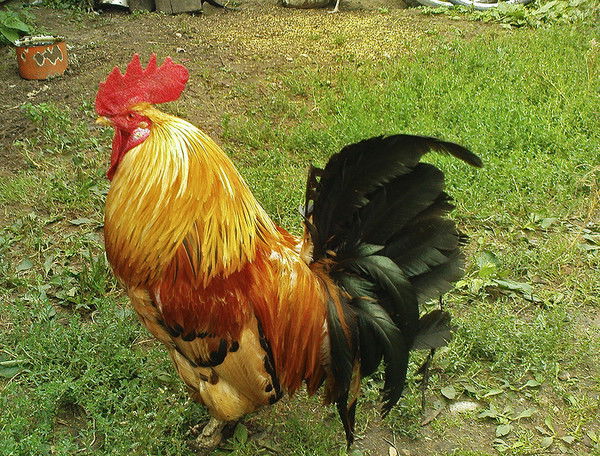 Алексей Лебзак