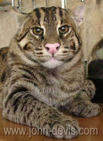 Наталья Сергеева