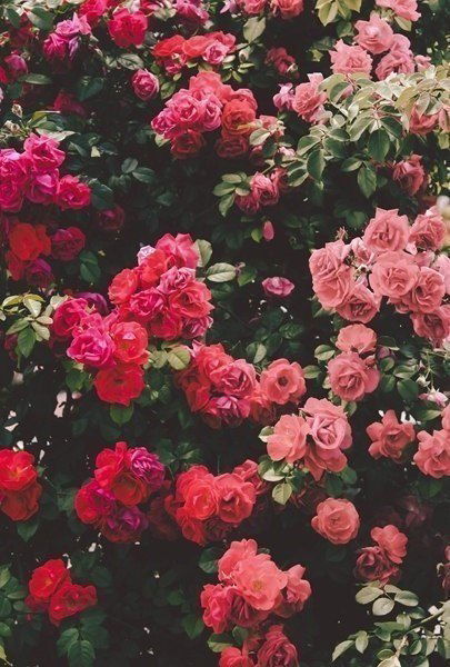 лена осокина