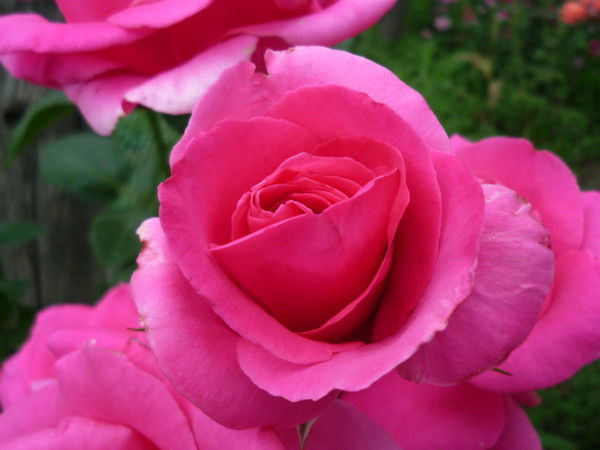 Марина Грушевская