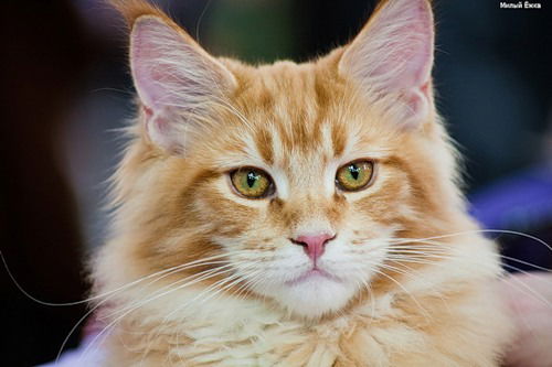 Александр Абашкин